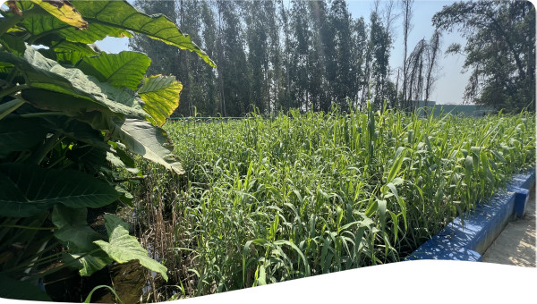 View of the Constructed Wetlands (Vertical Flow SSF) for Industrial WW in Rampur INDIA as Tertiary Step to polish Slaughterhouse Effluent 