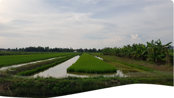 rice-shrimp field  in Vietnam Mekong Delta