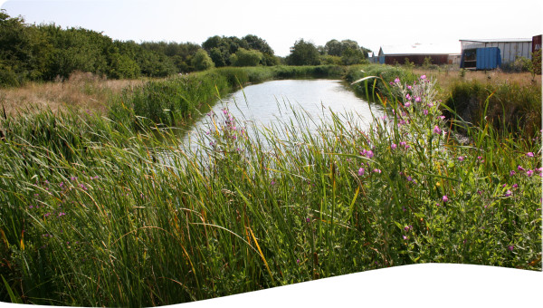 nature-based solution - wet detention pond