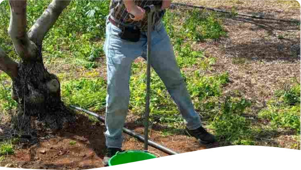 Adriana taking soil samples in an olive orchard in Cyprus