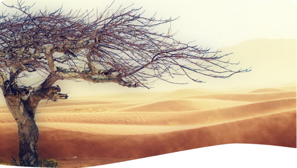 A tree in a desert