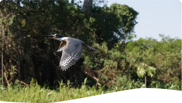 Ringed Kingfisher