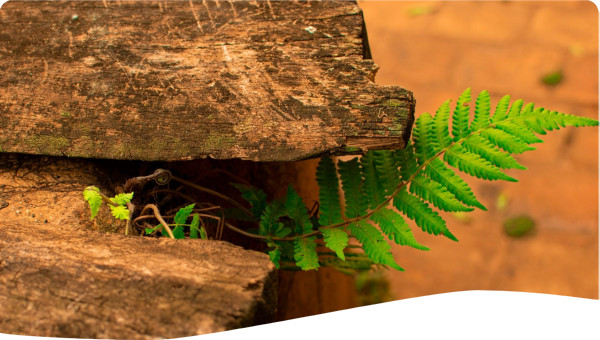 Fern growing through cracks