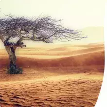 A tree in a desert