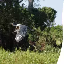 Ringed Kingfisher